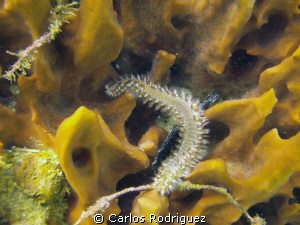 Fire Worm 2 @ Crash Boat Beach, Aguadilla, P.R. by Carlos Rodriguez 